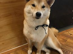 -柴务处·柴犬主题狗咖