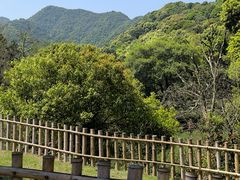 -龙坞茶村