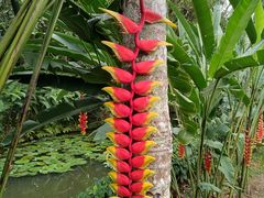 -中国科学院西双版纳热带植物园