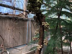 -呀路古热带植物园