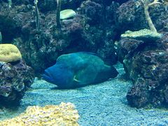 -西雅图水族馆