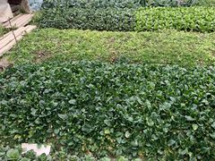 -小鱼草莓采摘园农家乐·小鱼餐厅