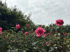 -亚龙湾国际玫瑰谷