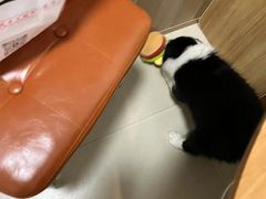 -艾贝尔宠物医院·狂犬免疫点(江山金象城店)