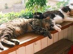 -海边的猫和咖啡馆