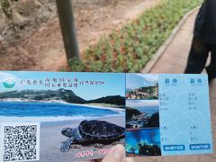 -广东惠东海龟国家级自然保护区