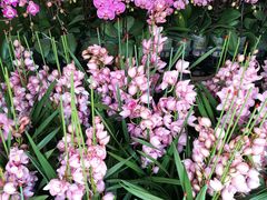 -龙大花卉苗木市场