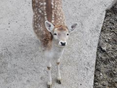-栾川竹海野生动物园