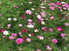 -田园东方蜜桃村的田野营地