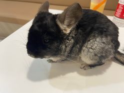 -Moni星球萌宠·小马宝莉·灵蛇·高端高阶全萌宠互动体验俱乐部(红豆国际广场店)