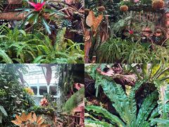 -正佳雨林生态植物园