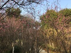 -八大山人梅湖景区