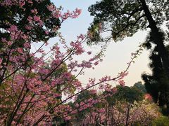 -南山植物园