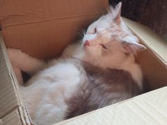 -猫猫幼稚园·撸猫·桌游·电玩