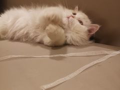 -猫腻·猫咖·撸猫馆(星光大道店)