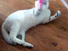 -伟伟宠物医院·CT影像中心·瑞派犬猫综合性门诊(汉口总院)