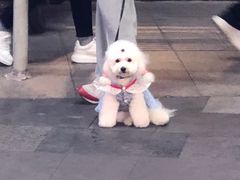 -柚子宠物(伊珊娜调理店)