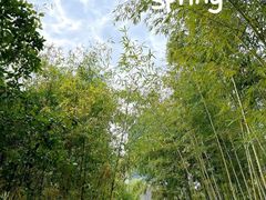 -新虹桥中心花园