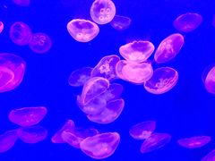 -成都浩海立方海洋公园