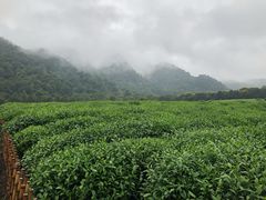-中国茶叶博物馆(双峰馆区)