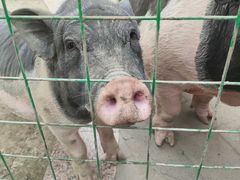 -洪湖家庭农场·团建·露营·会议