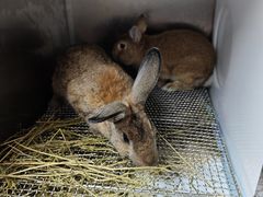 -爱侣宠医·鹦鹉专科·小型哺乳类·异宠专科(灵石路店)