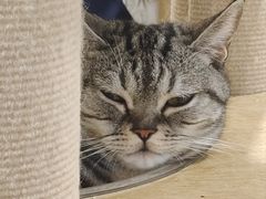 -楼上猫咖(罗湖店)