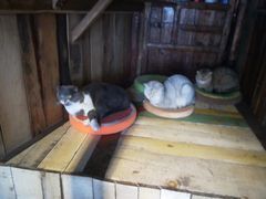 -壹六猫窝(谷德店)