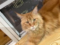 -Heymao猫咖.咖啡厅(东门店)