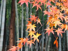 -敬亭山风景名胜区