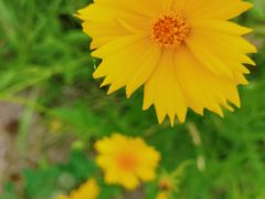 -贡湖湾湿地公园