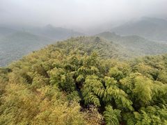 -宁波浙东大竹海景区