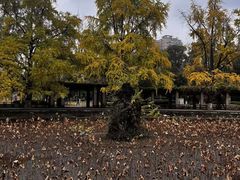 -四川大学(华西校区)