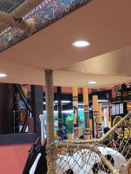 -卡通尼·Safari非洲探索乐园·生日会(金桥国际商业广场店)