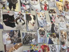 -宠物星动物医院·眼科·异宠·猫科(江南大道总院)