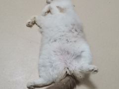 -猫在这儿猫咪咖啡馆·撸猫馆