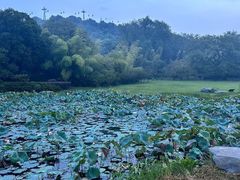 -东湖磨山景区