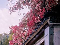 -深圳国际园林花卉博览园