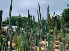 -深圳仙湖植物园