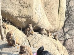 -崂山巨峰游览区