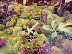 -中国科学院西双版纳热带植物园