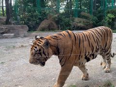 -上海野生动物园老虎餐厅