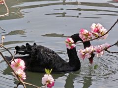 -南汇桃花村