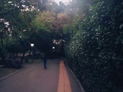 -金花茶公园