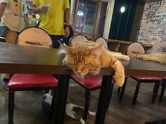 -蓝鲸·缅因猫舍