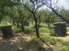 -亲兄弟真人CS团建拓展基地