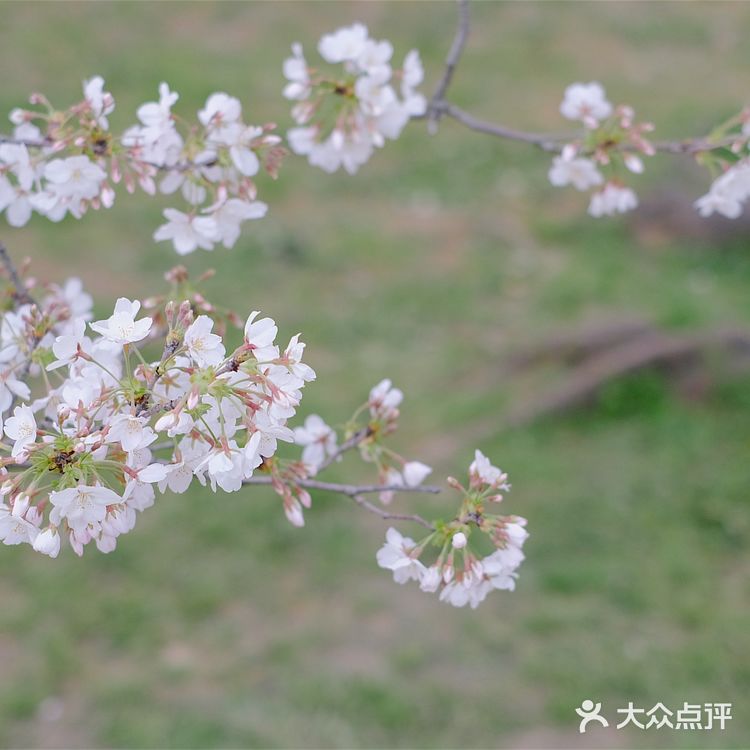 苏城浪漫樱花实录🌸