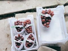 -马陆小张葡萄园农家乐