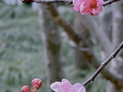 -上海鲁迅公园