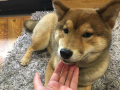-柴务处·柴犬主题狗咖